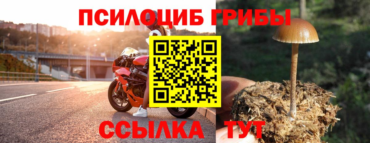 Псилоцибиновые грибы Psilocybine cubensis Сафоново